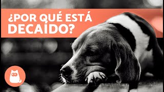 ¿Por qué mi PERRO está TRISTE y NO quiere JUGAR? 🐶 (4 Causas Comunes) by ExpertoAnimal 2,540 views 1 month ago 3 minutes, 19 seconds