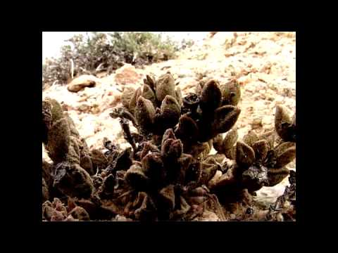 Vidéo: Cactus D'arène