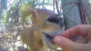 Zoo Adventure: Feed Goat Potatoes