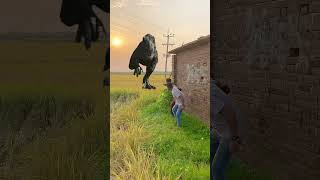 The most dangerous dino on Earth  DINOSAUR are the WORST patients on THE ISLE 😮😮😂