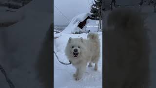 Россия Life Life