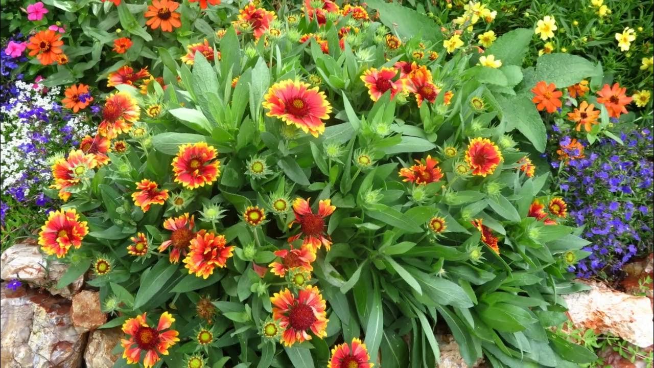 How to Grow Blanket Flower YouTube