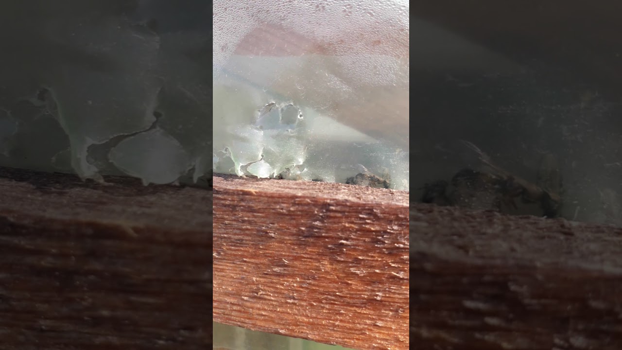 Позор тепличной пленке, поставляемой компанией М2 (Agropolymer)! Начала рассыпаться после 1 недели!