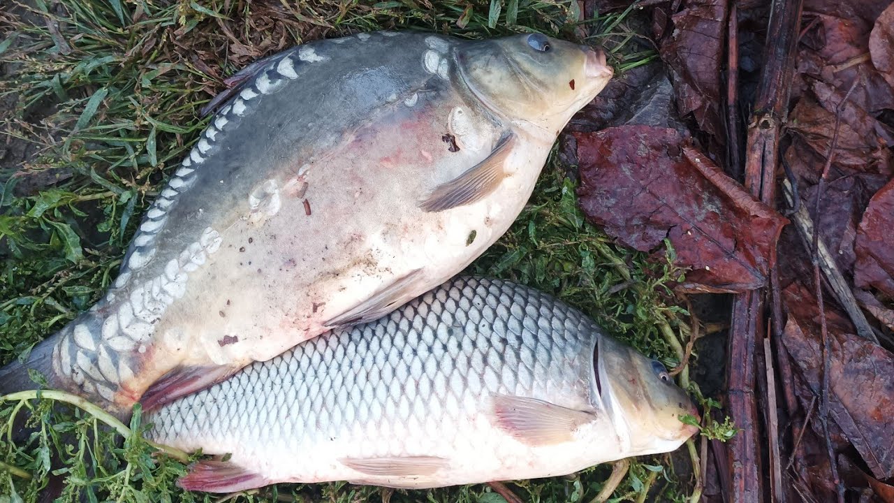 pescuit pe Someș am căutat mreana și am găsit crapu