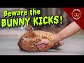 Cat Bunny Kicks Are Cute but Painful!