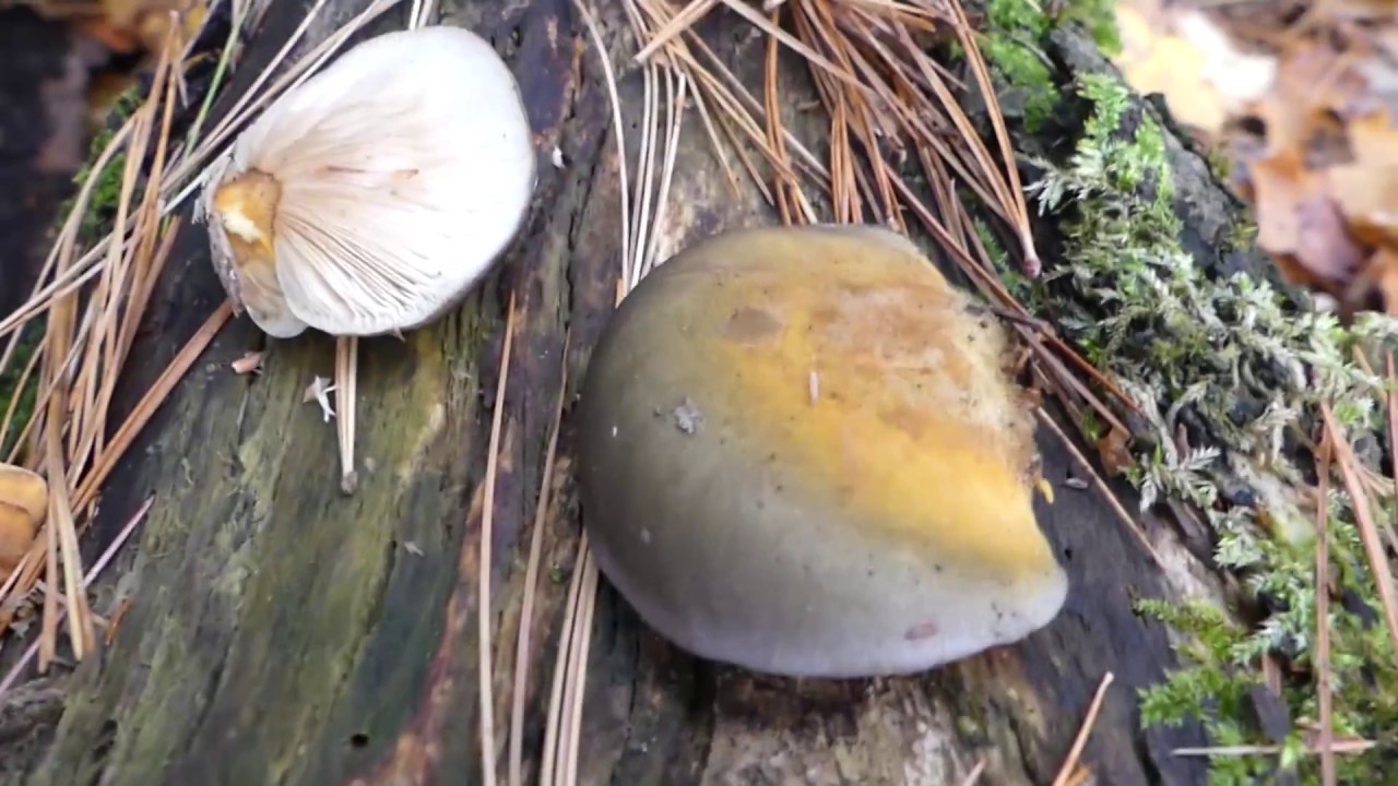 Late Fall Oyster, Autumn Fungi Foraging YouTube