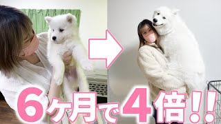 小さかった子犬がこんなにも大きく成長しました！【サモエド】