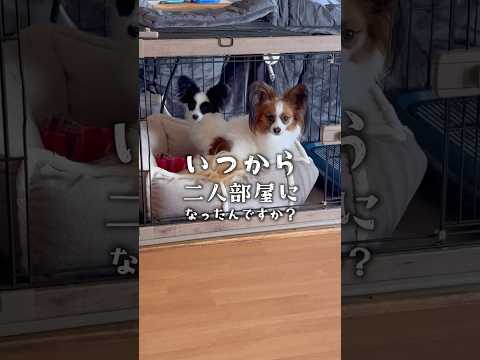 溺愛する兄犬  #パピヨン #papillon #可愛い #子犬お迎え