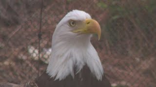 History of bald eagles in America