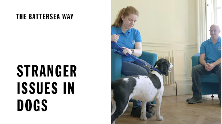 Stranger Issues in Dogs | The Battersea Way