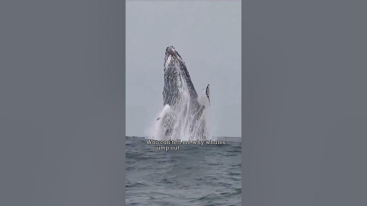 Why whales jump out of the water youtube