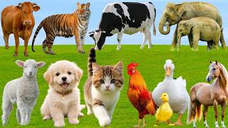 🌿 Discover Cute Farm Friends: Pig, Dog, Cow, Sheep, Duck, Horse & Cat – Relaxing Countryside Sounds screenshot 3