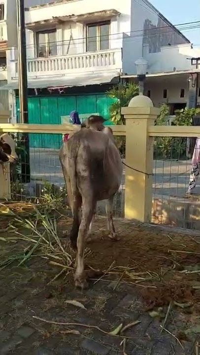 Selamat Idul Adha 1443 H, pulang sholat Ied lihat banyak sapi gaes   #shorts #vidioshorts