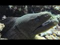 مورينا البحر الاحمر Morayeel ثعابين البحر من تصويري Ali Said Morayeel Fypシ
