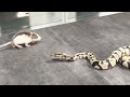 【ヘビから逃げるネズミ】捕食シーン|ボールパイソン