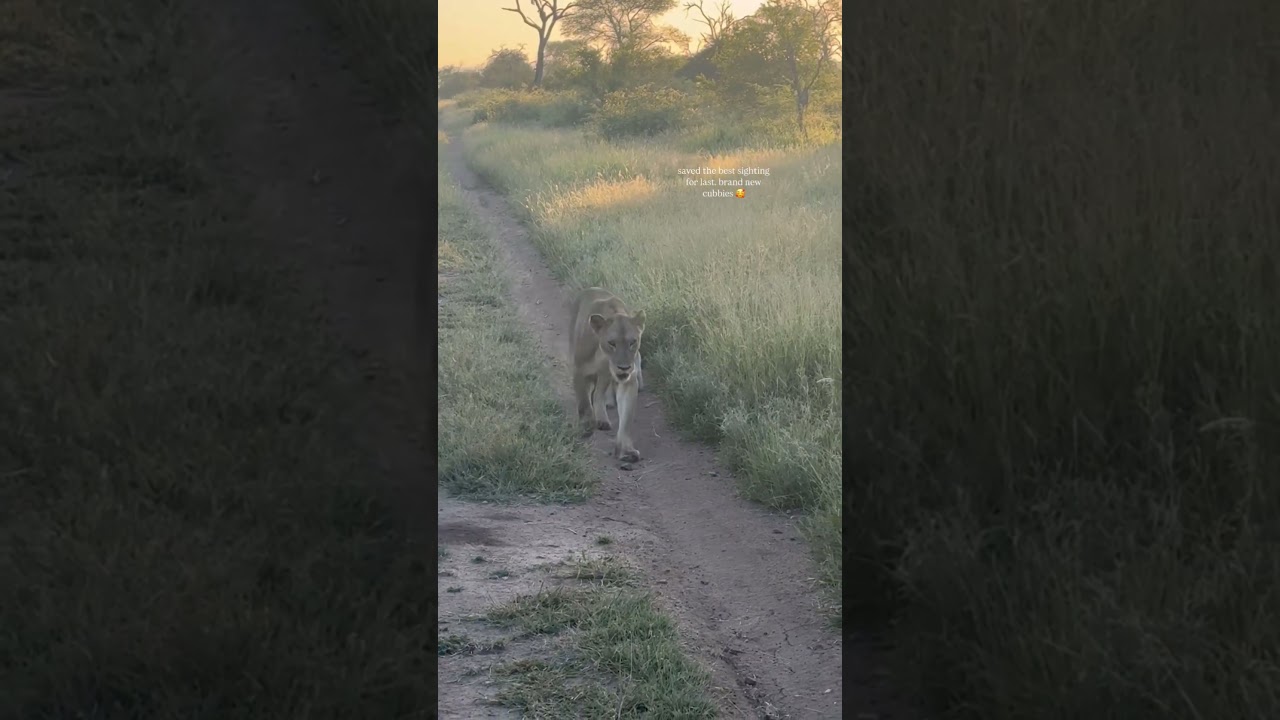 Прекрасное зрелище: новый белый медвежонок 🤍📍 Тимбавати 🇿🇦 📷 lindsay.ballenger