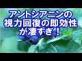 【ブルーベリー】アントシアニンの視力回復の即効性が凄すぎ！
