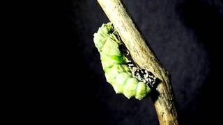 A Black Swallowtail Caterpillar sheds its skin to become a Chrysalis