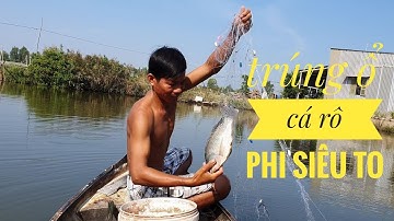 Giăng lưới 3 màn trúng ổ cá Rô Phi siêu to| Nét Quê Gò Công