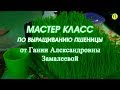 Мастер класс по выращиванию пшеницы  2018  Замалеева Г А  Адекватное питание