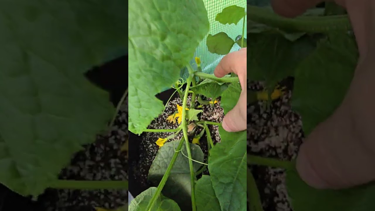 organic grown veggies and herbs.