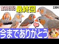 【最終回】キンカチョウ1日のルーティン｜水浴び・日光浴・餌・豆苗・遊び・就寝まで 動画1304　Zebra Finch video