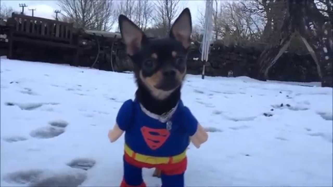 super chihuahua