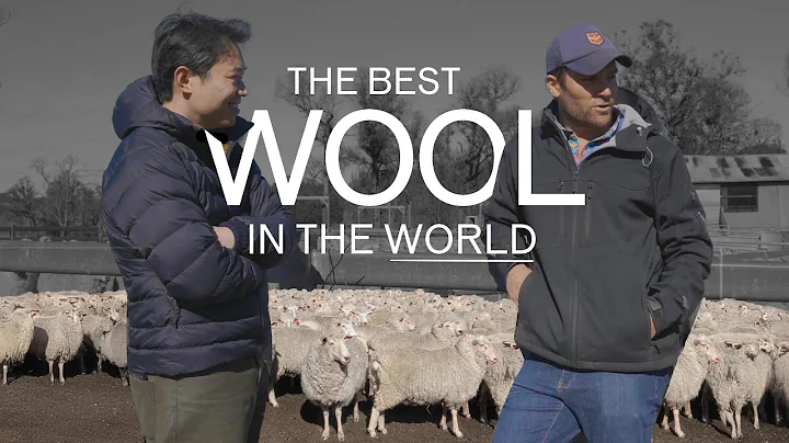 Finding the Best Wool in the World