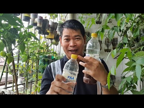 Video: Fish Fertilizer Para sa Mga Halaman – Kailan at Paano Mag-apply ng Fish Emulsion Fertilizer