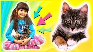 Кошка 😻 или кукла ЛОЛ? – котёнок Кима мешает распаковывать игрушки Кошка 😻 или кукла ЛОЛ? – котёнок Кима мешает распаковывать игрушки