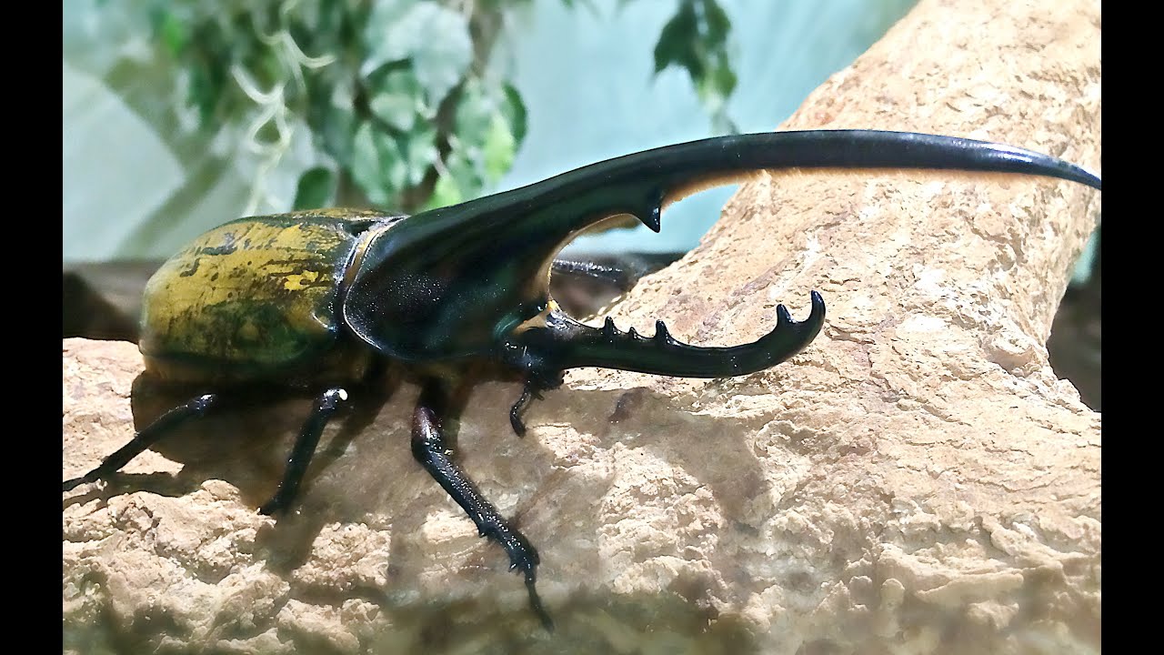 めっちゃ かっこいい ヘラクレスオオカブト So Cool Hercules Beetle Youtube