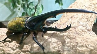 めっちゃ かっこいい ヘラクレスオオカブト So Cool Hercules Beetle Youtube