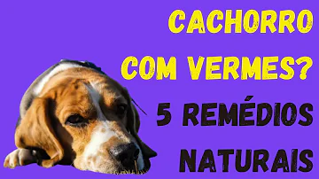 Como matar o verme do cachorro?