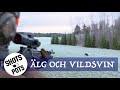 DREVJAKT PÅ ÄLG OCH VILDSVIN - Moose- and wild boar hunt [Eng. sub.]