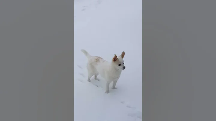 2019 winter