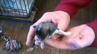 sweetpea02062016m1m2f3f4f5