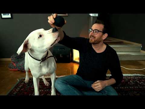 Video: Adottare Un Cane Sordo
