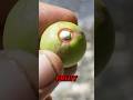 The Most Dangerous Tree on Earth