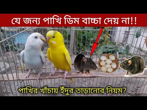 ভিডিও: কেন ককাটিয়েলদের রাতের আতঙ্ক হয়?