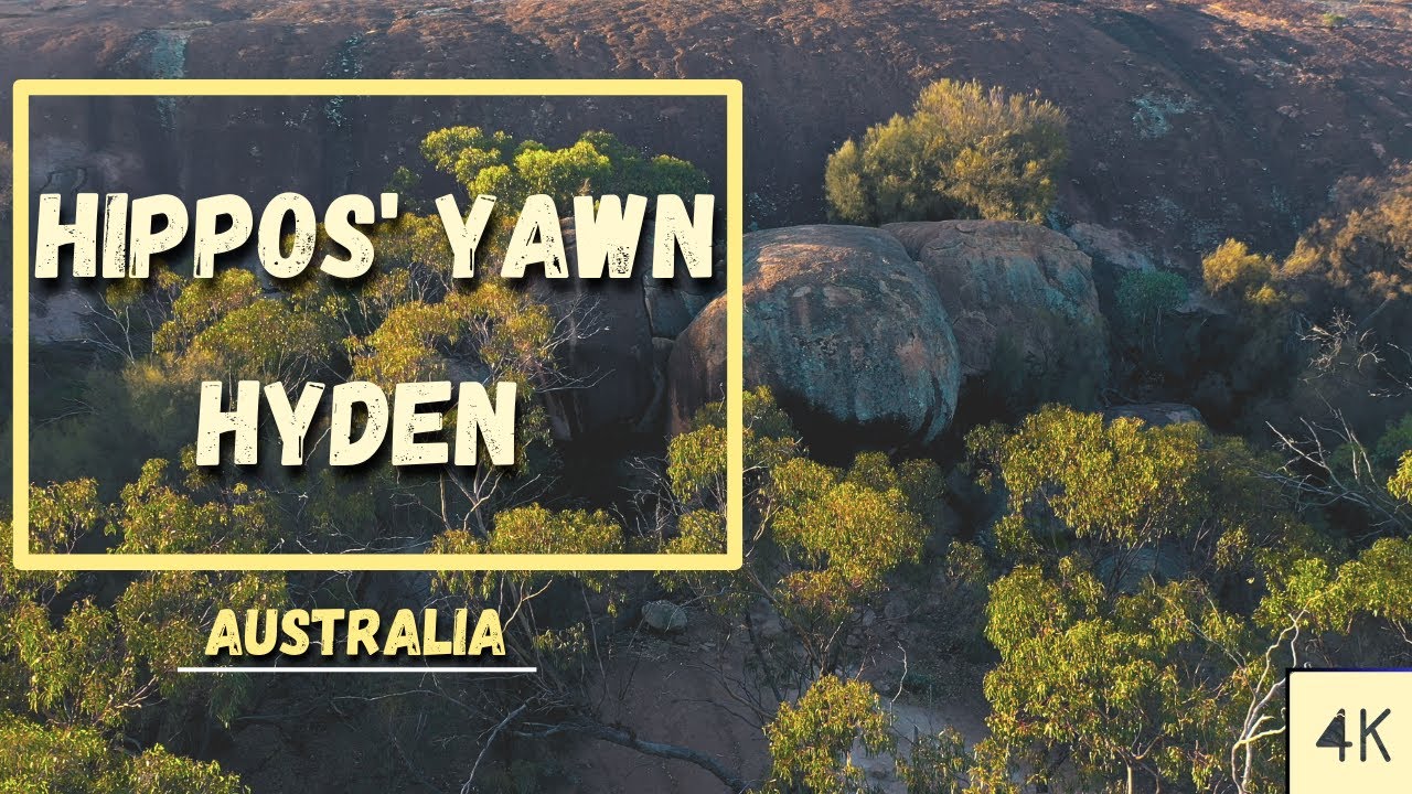 Hippos' Yawn Hyden Australia