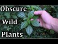 How to Identify 9 Obscure Wild Plants - Video Field Guide