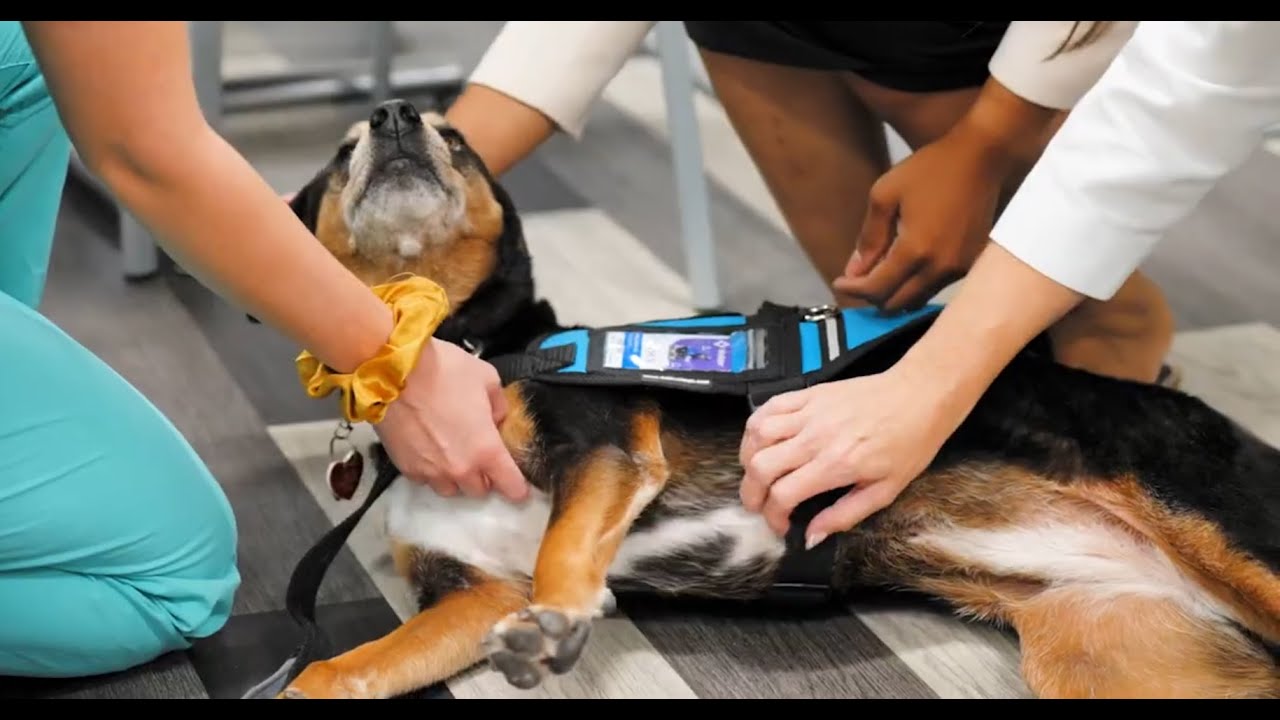 Wellstar Pawsitive Connections