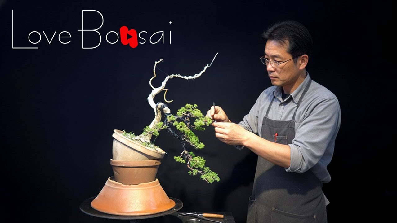 The process of making Shikimori cypress #bonsai #bonsaitree #garden #lovebonsai