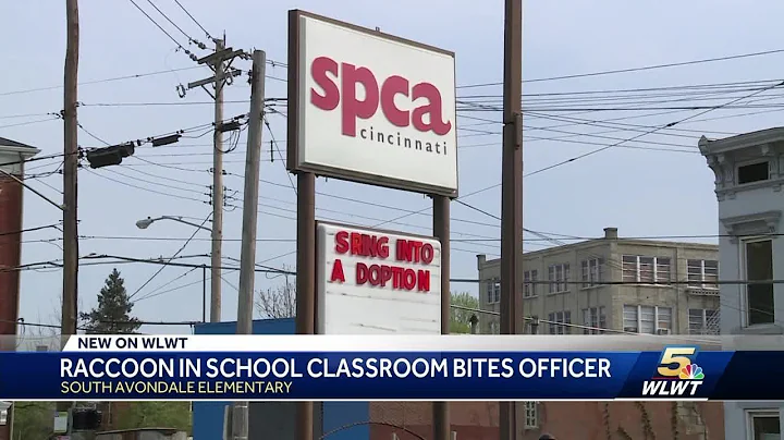 Wayward raccoon that closed school bites animal co...