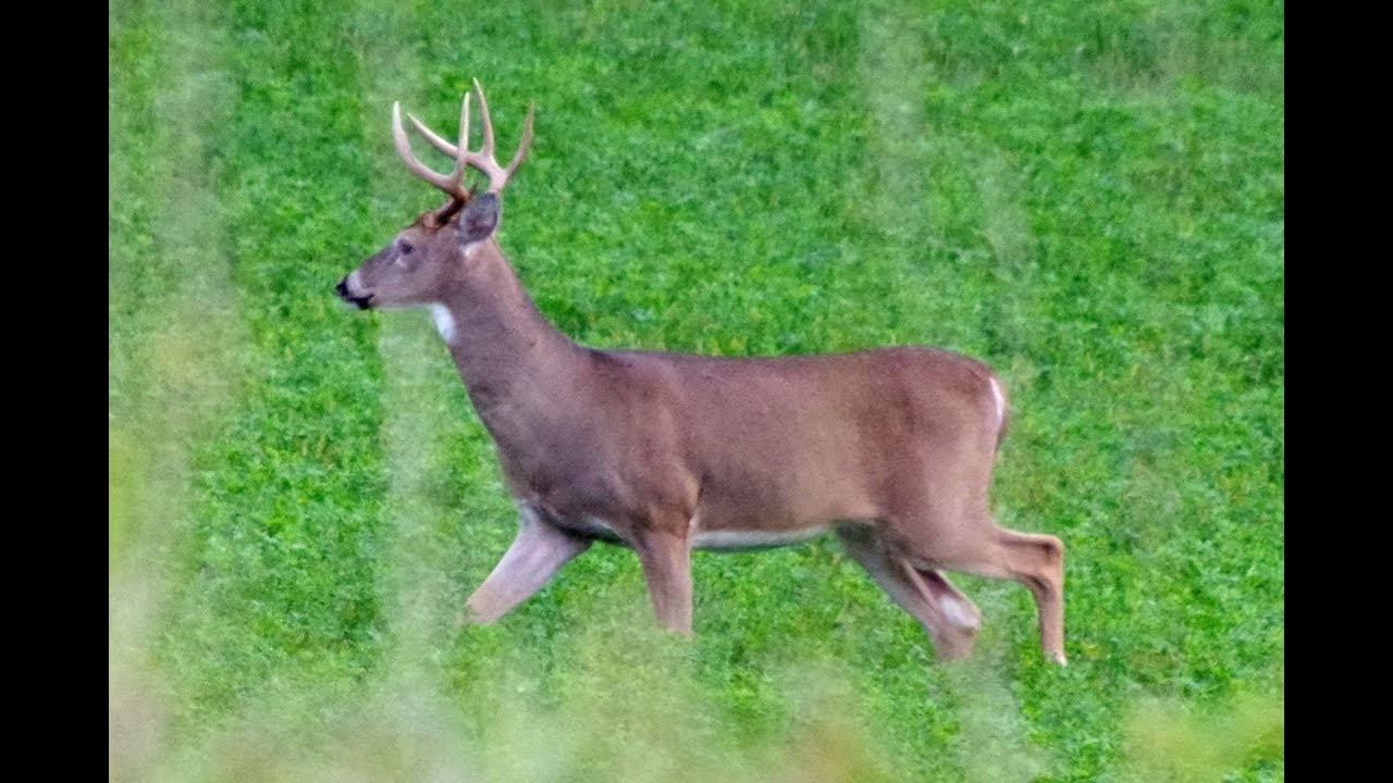 county group Trail Cam from Audubon County, Iowa. Deer, Coyote, Wild Turkey...