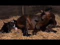 Ariel Giving Birth (Horse Birth to Little Black Colt)