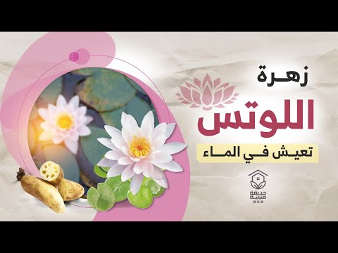 زهرة اللوتس تعيش في الماء وتتكاثر بالدرنات والبذور