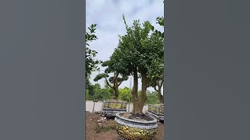 Nghề Làm Quất Cảnh Tết