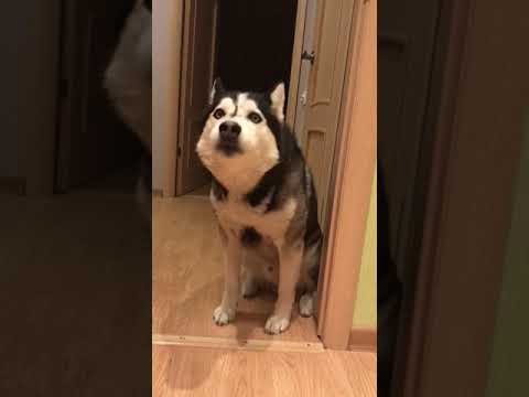 ХАСКИ ГОВОРИТ ВСЁ НОРМАЛЬНО)))