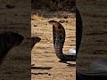 Mongoose and cobra fight at the foot of the mountain #reels #shorts